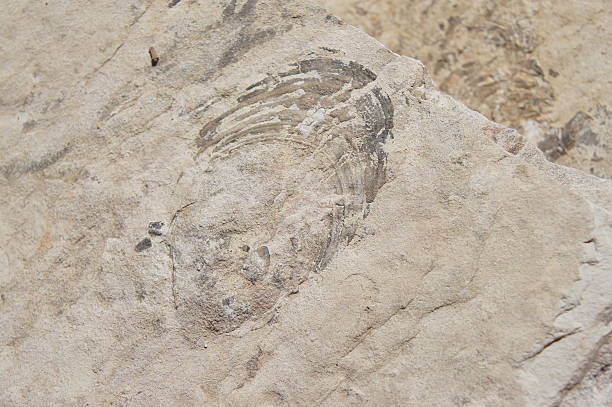 istock fossil in the boquillas formation in ernst tinaja 487748135