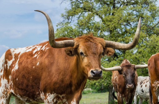 Texas longhorn cattle on pasture, closeup