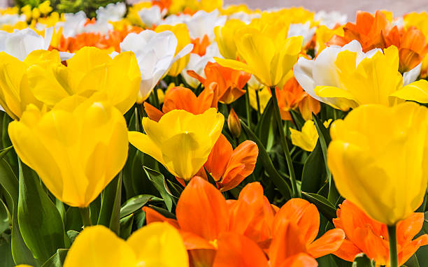 Colorful Tulips stock photo