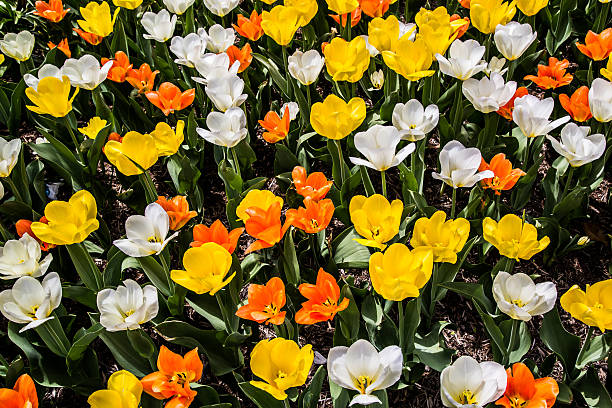 Tulip Flowers stock photo