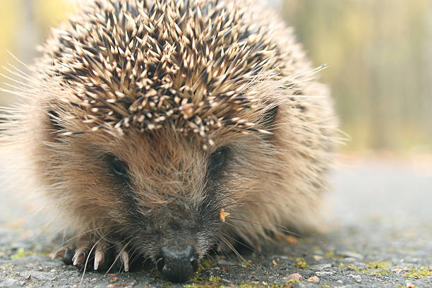 istock hedgehog close-up portrait 487751792