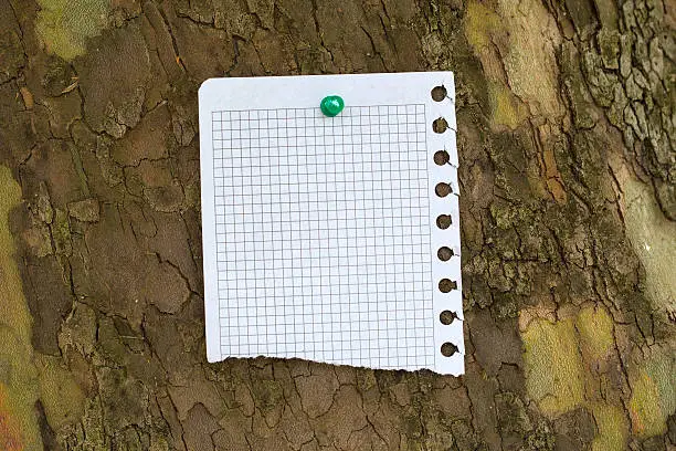 Blank piece of teared paper at the bark of tree