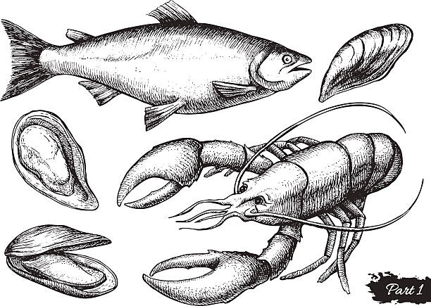 ilustraciones, imágenes clip art, dibujos animados e iconos de stock de conjunto de vectores dibujados a mano, pescados y mariscos. ilustración vintage - lobster