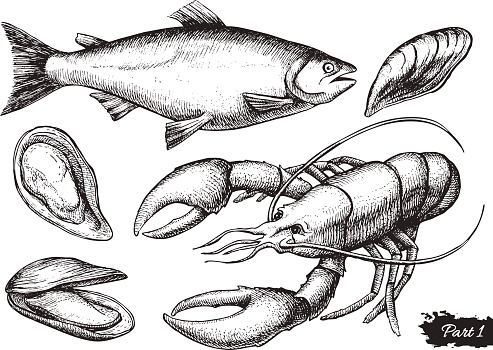 Vector hand drawn seafood set. Vintage illustration