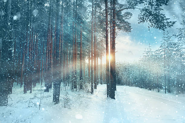 blurred background snowy forest nature park - svensk skog bildbanksfoton och bilder