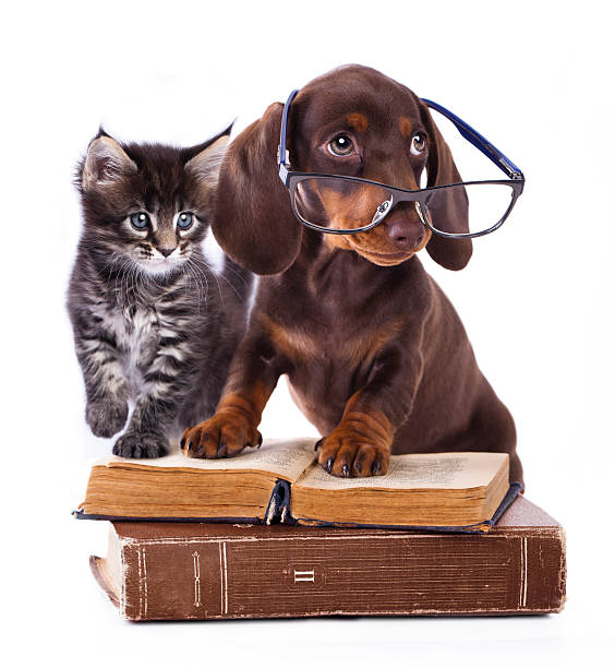 istock purebred dachshu in glasses and kitten 487754882