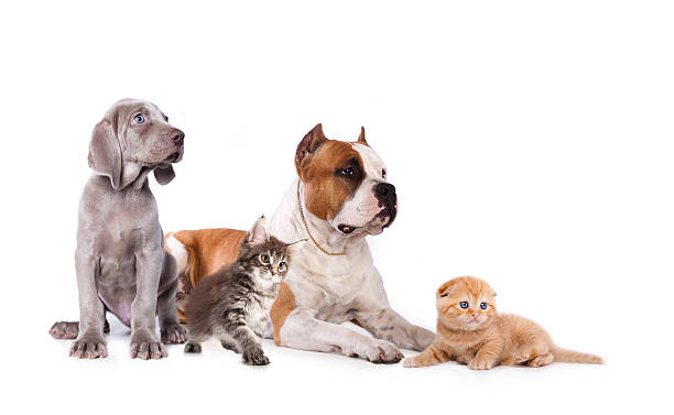 istock Group of dogs and kitens 487754914