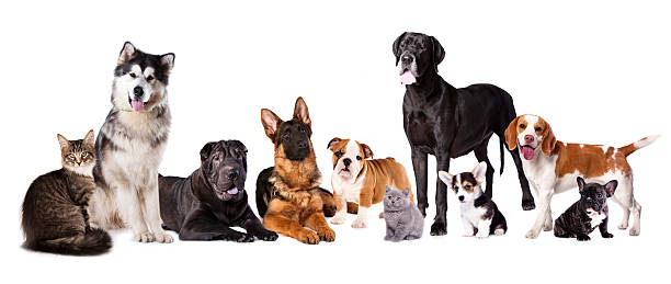 istock Group of dogs and cats 487755036