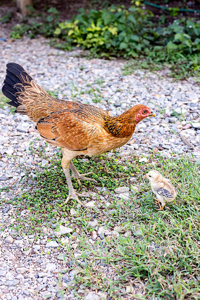 gallina chick allevamento in vita naturale - brooder foto e immagini stock