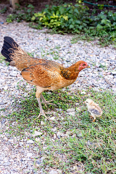 거실 헨 chick rearing 자연 - brooder 뉴스 사진 이미지