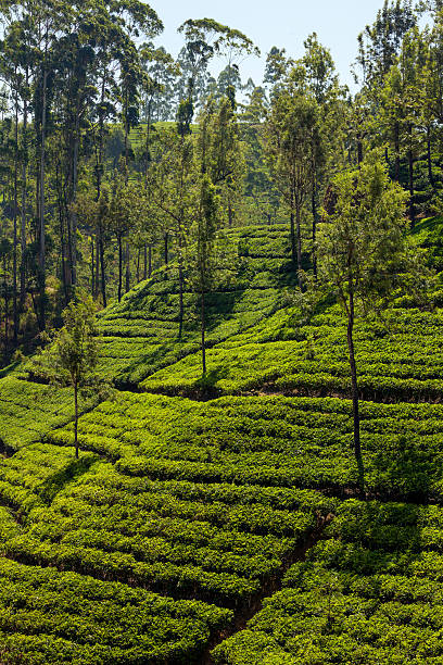 istock Landscape with green fields of tea in Sri Lanka 487755400