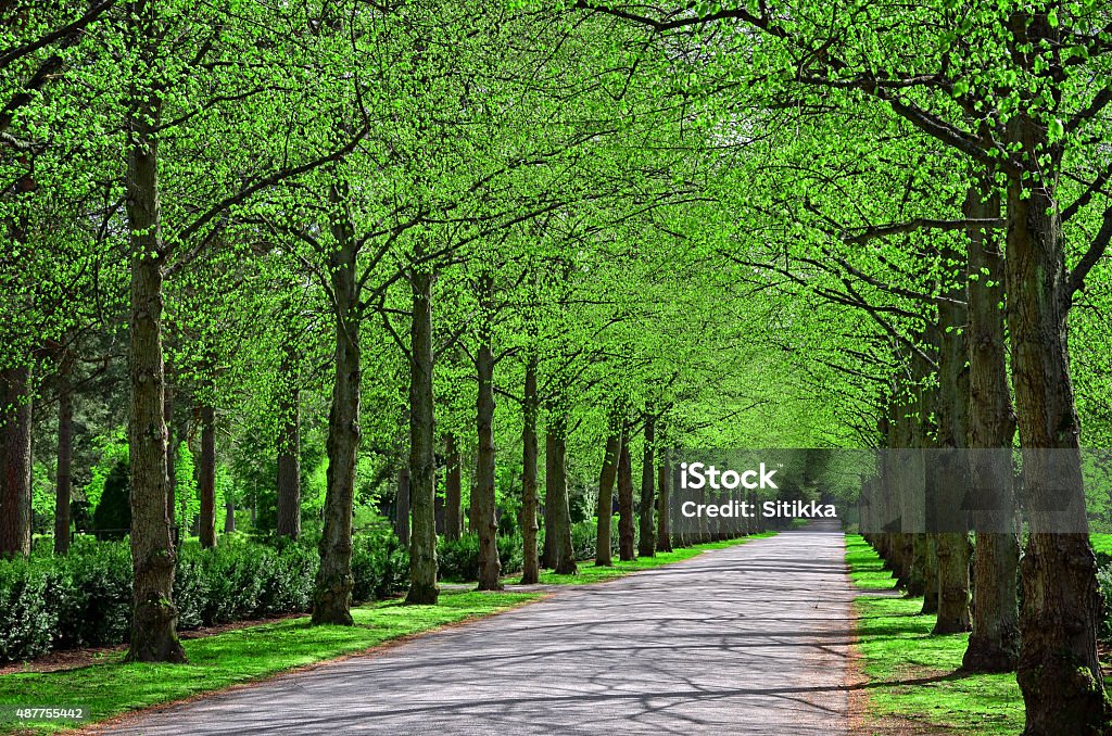 Parkway in summer Country road and trees in springtime 2015 Stock Photo