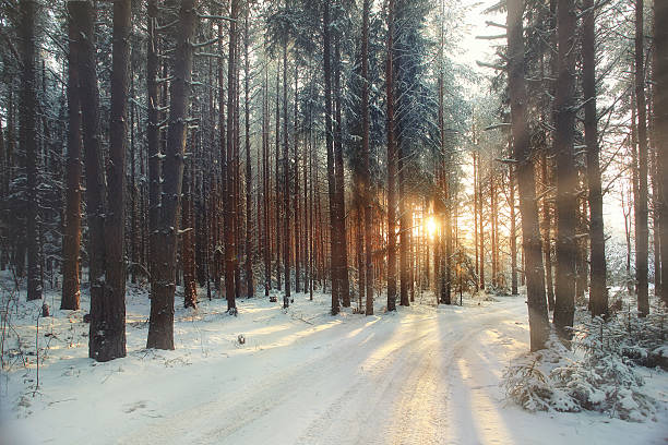 istock blurred background snowy forest nature park 487755568