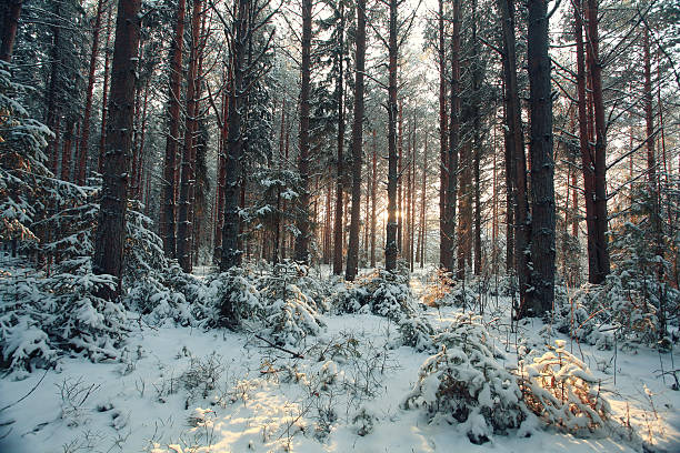 istock blurred background snowy forest nature park 487755602
