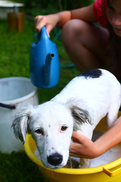 istock kids wash stray white puppy in yellow basin 487756122