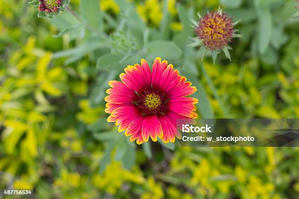 Gaillardia Pulchella Flower In Gardent On Green Background Stock Photo - Download Image Now