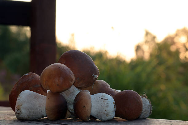 A close-up of a mushroom with a brown cap is visible in the foreground, cautiously hiding in the dense green grass. The shot perfectly conveys a sense of natural harmony and the mystery of the forest, highlighting the small details of the wild.