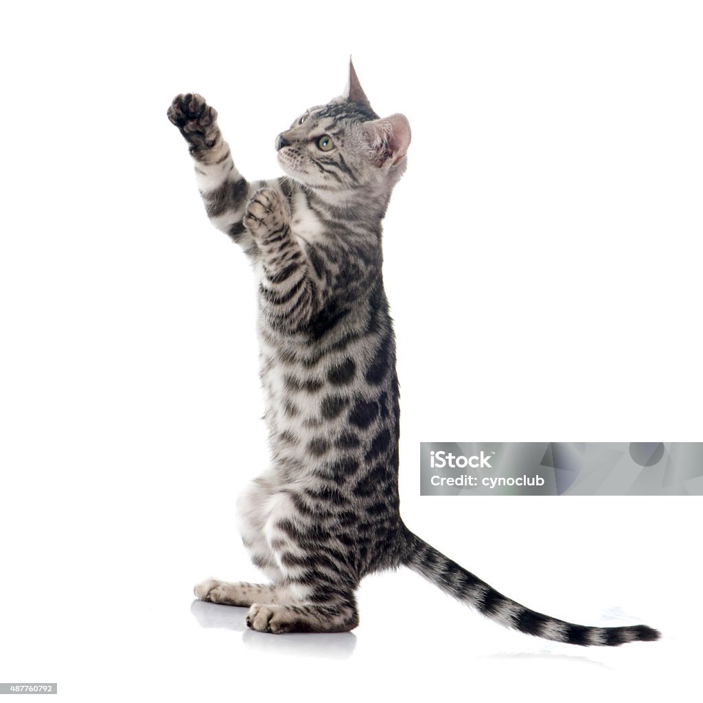 bengal kitten bengal kitten in front of white background Domestic Cat Stock Photo