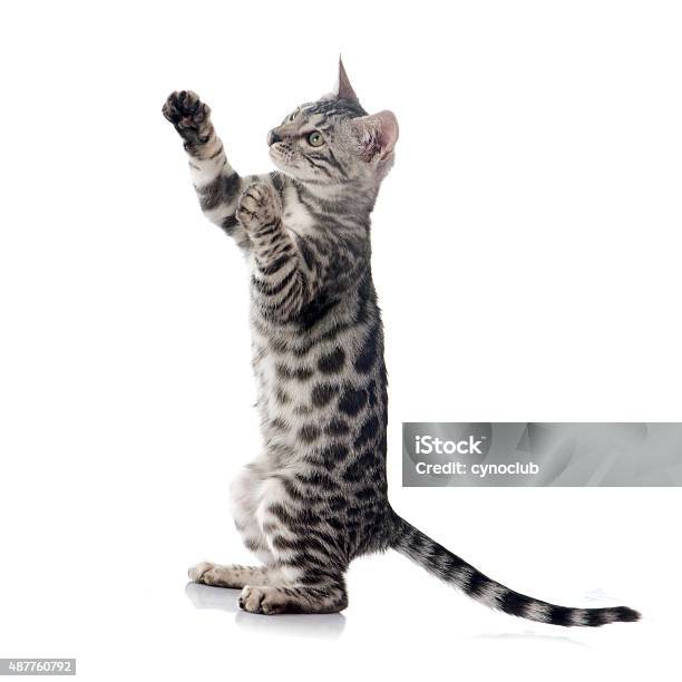Bengal Kitten Stock Photo - Download Image Now - Domestic Cat, Jumping, Playing