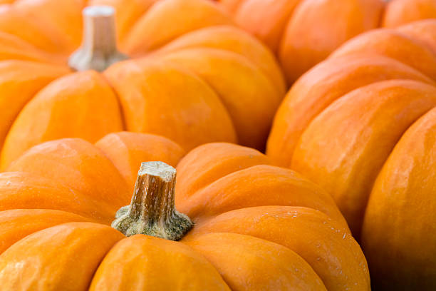 Free Stock Photo of Stack of bright orange pumpkins in close-up view ...