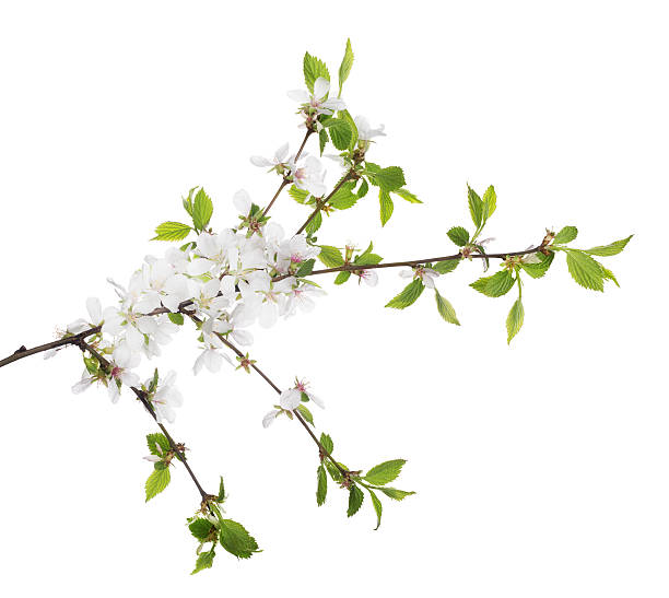 istock cherry tree blossoming branch with small leaves 487761352