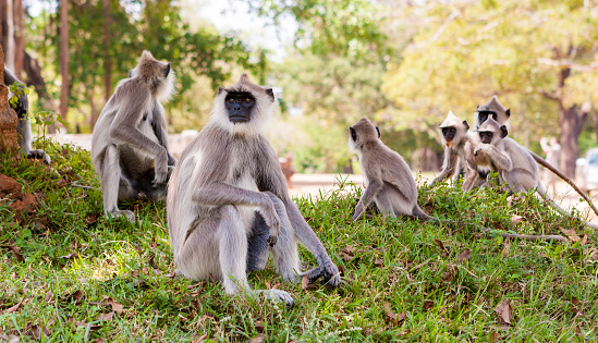 Monkeys in jungles of Sri Lanka