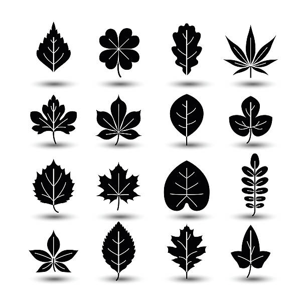 ilustraciones, imágenes clip art, dibujos animados e iconos de stock de icono de hoja - elm leaves