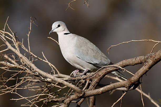 istock Cape-turtle dove or Ring-necked dove, Streptopelia capicola 487764304