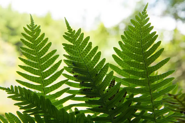 Fronds of rock polypody, Polypodium virginianum, with translucent backlighting, along shoreline of Mountain View Lake, Sunapee, New Hampshire, closeup view.