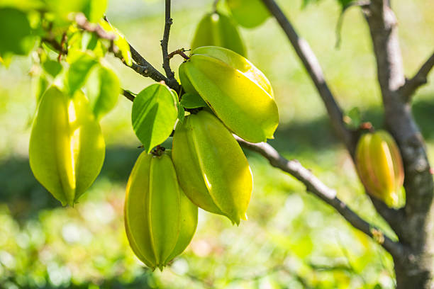 Carambola (starfruit) fruits on a branch. Shallow DOF - focus on fruits. Shot taken with Canon 5d mkIII