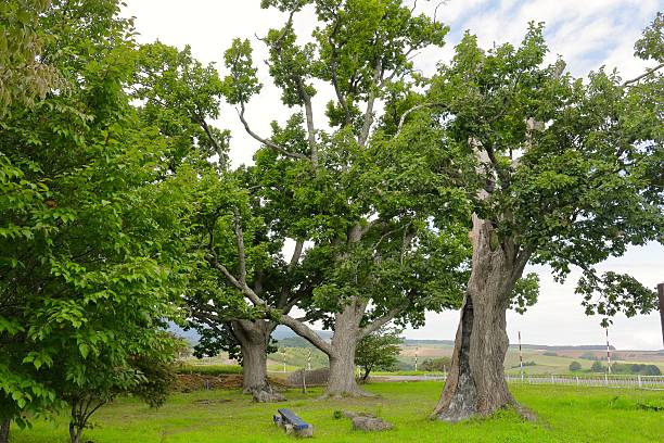 istock Shinjo Sendai mountain of grosseserrata 487765954