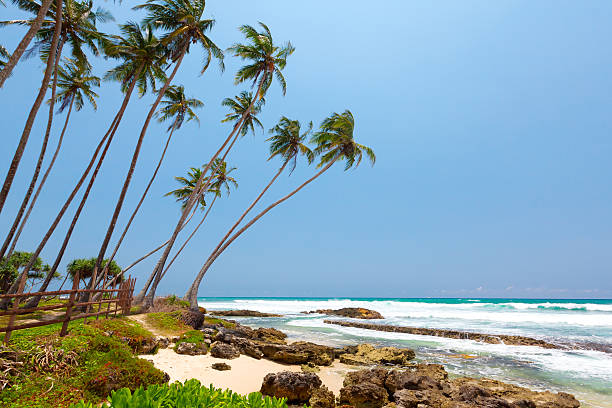 istock Palm trees at the tropical coast in Sri Lanka 487768328