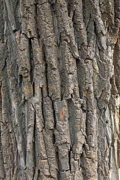 choupo do canadá e windows em um parque - planting tree poplar tree forest imagens e fotografias de stock