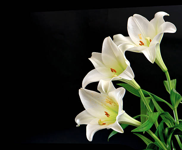 istock white lily flowers bouquet on black 487770153