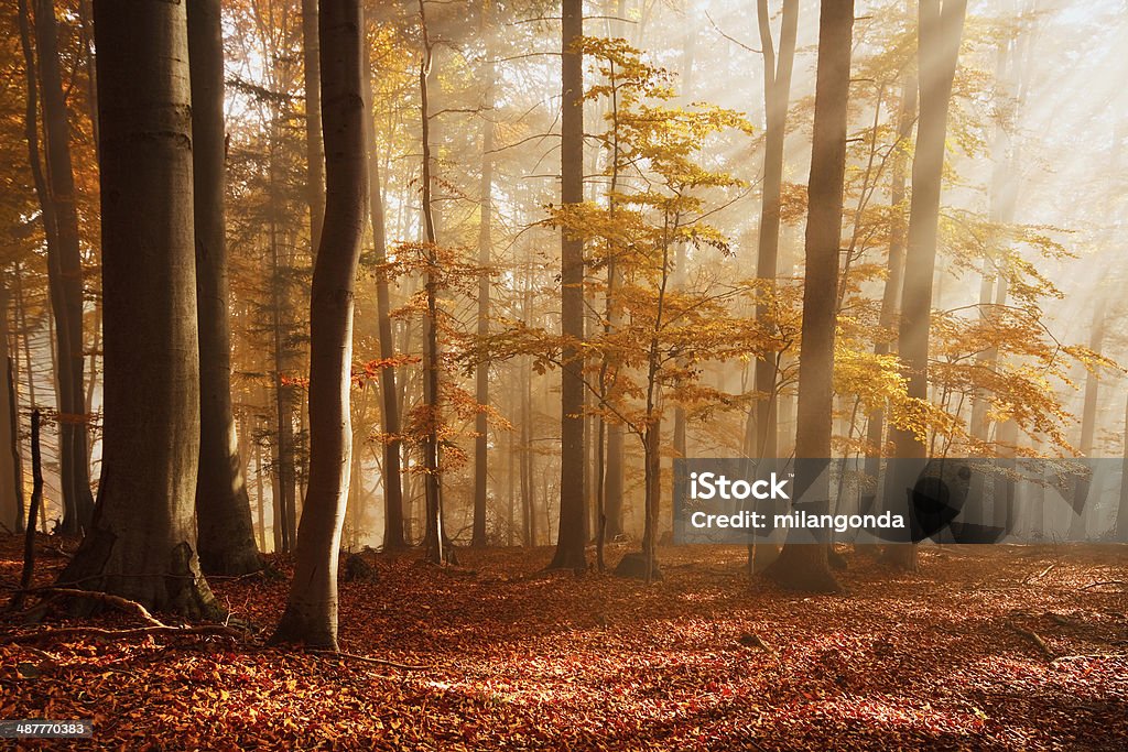 Carpathian beech forest, Slovakia. Some primeval Slovak beech forest present an example of very well preserved ecosystems of its kind. Their colours in autumn can be breathtaking. Autumn Stock Photo