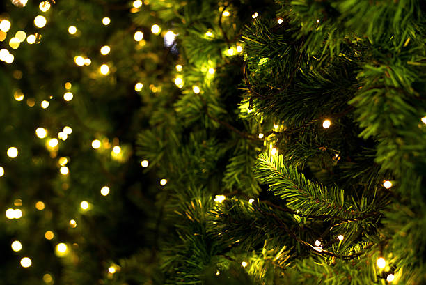 christmas tree stock photo