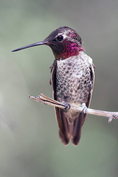 istock male Anna's hummingbird, Calypte anna 487771019