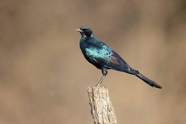 istock Burchells starling, Lamprotornis australis 487771108