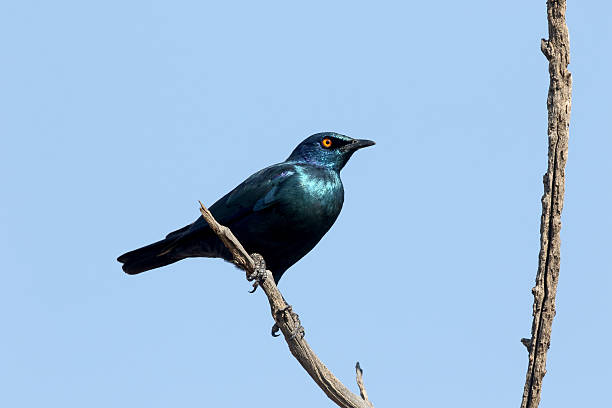 istock Cape starling, Lamprotornis nitens 487771138