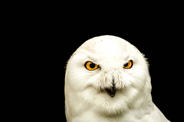 istock Snowy owl isolated on black 487771152