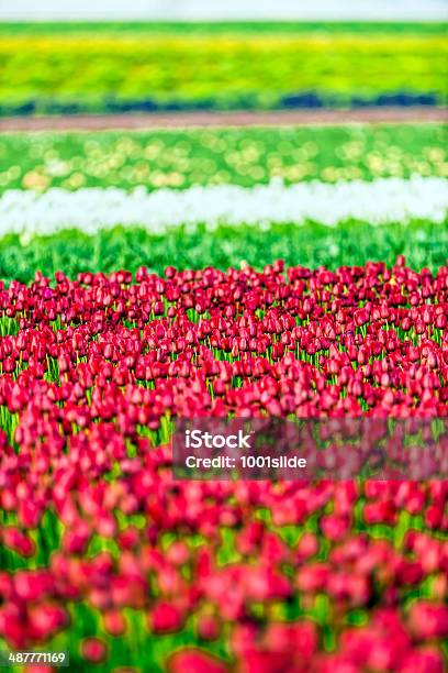 Tulip Fields Stock Photo - Download Image Now - Agricultural Field, April, Beauty In Nature