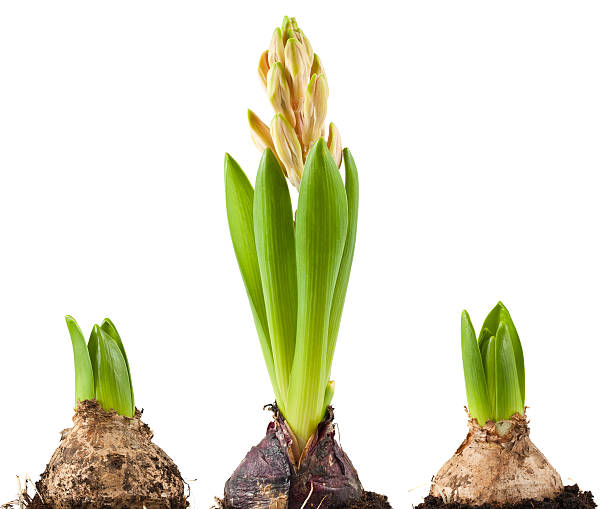 istock Bulb of hyacinth 487774470