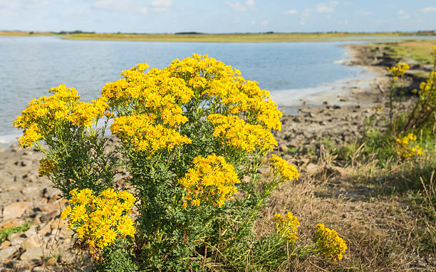 istock Yellow flowering corn daisies along the water 487774610