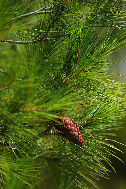 Pine cone stock photo