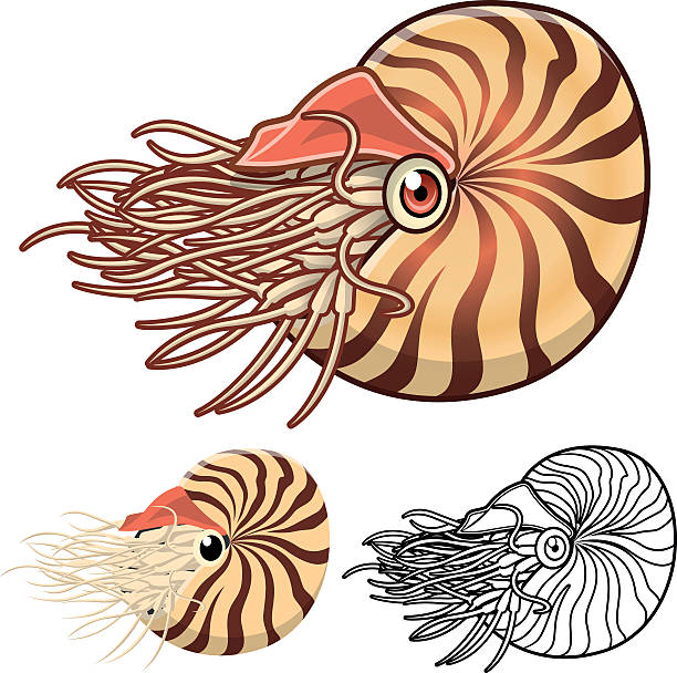 illustrations, cliparts, dessins animés et icônes de nautilus personnage de dessin animé de haute qualité - animals and pets isolated objects sea life