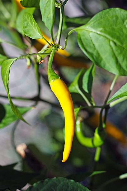 Yellow Cayenna chili pepper stock photo