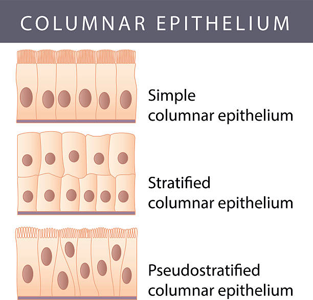 Epithelium Medical illustration of the Different Epithelium Structure Types stratified epithelium stock illustrations