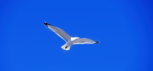 Seagull in flight in the perfectly blue sky