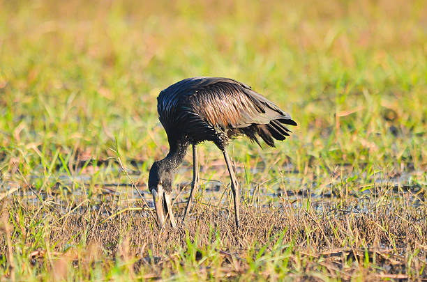 African Openbill African Openbill searching for food african openbill anastomus lamelligerus stock pictures, royalty-free photos & images