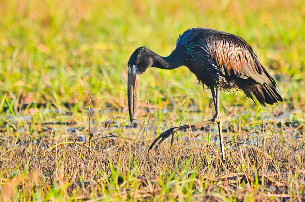 African Openbill An African Openbill walking in the mud searching for food african openbill anastomus lamelligerus stock pictures, royalty-free photos & images